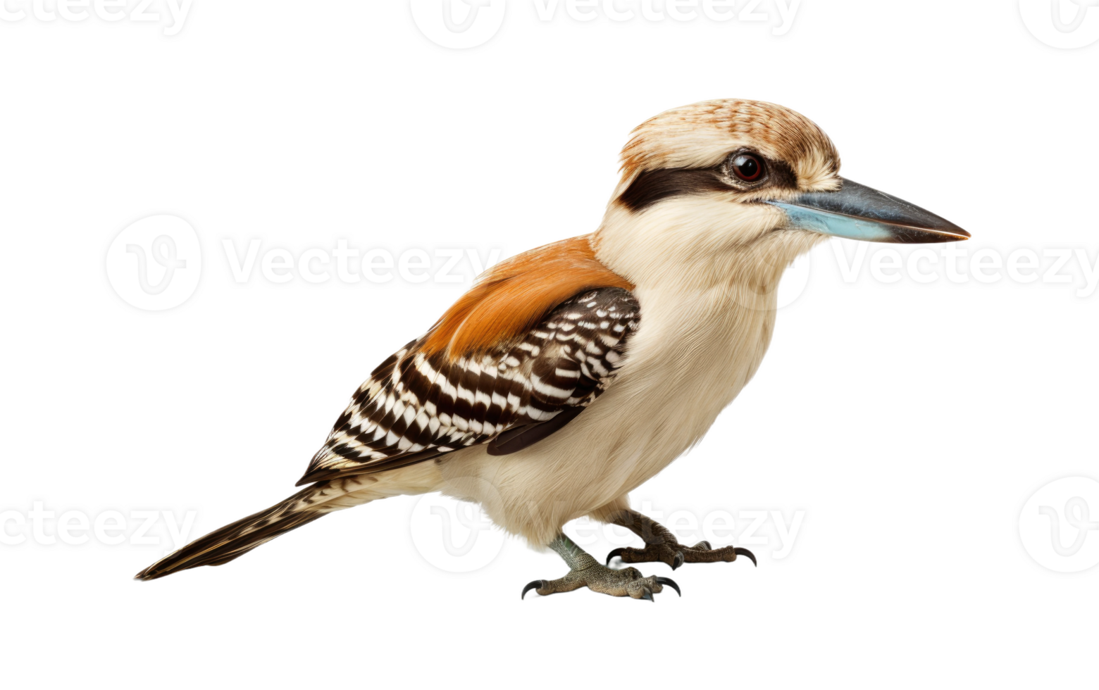 AI generated Kookaburra Portrait On Transparent Background. png