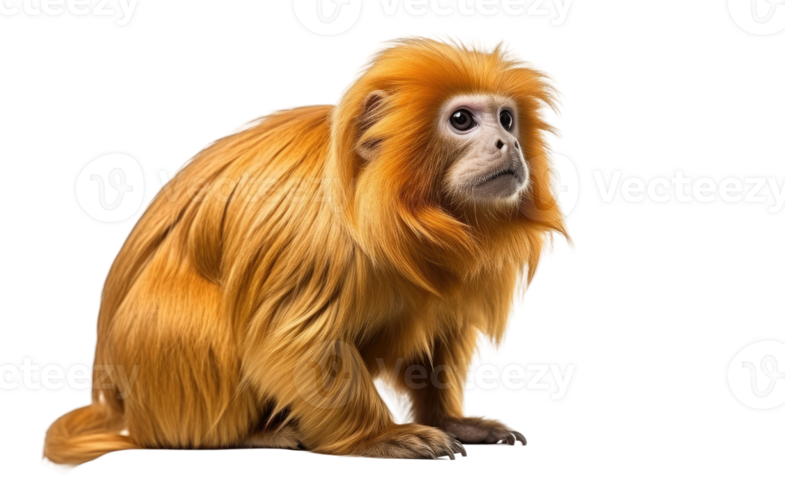 AI generated Golden Lion Tamarin On Transparent Background. png