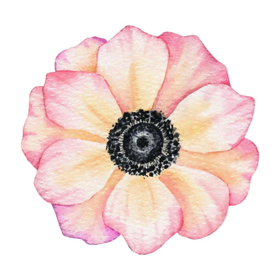 Anemone rose flower. Isolated hand drawn watercolor illustration. Summer floral design for wedding invitations, cards, textiles, packaging of goods. wrapping paper vector