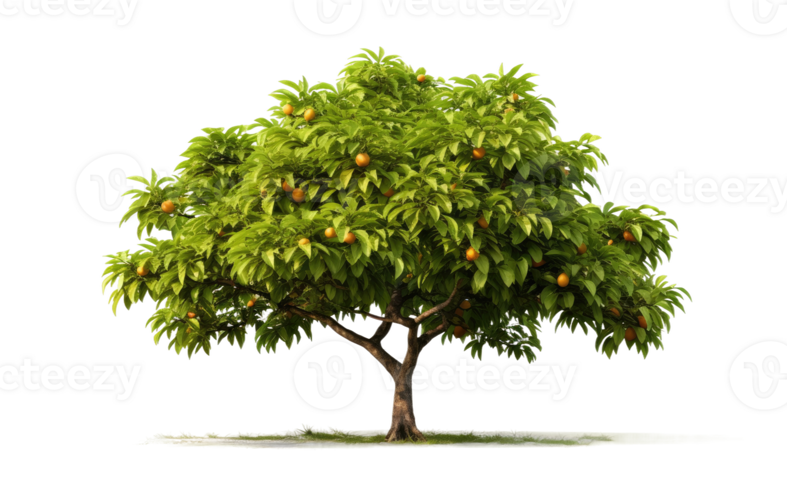 AI generated Mango Tree in Full Bloom On Transparent Background. png