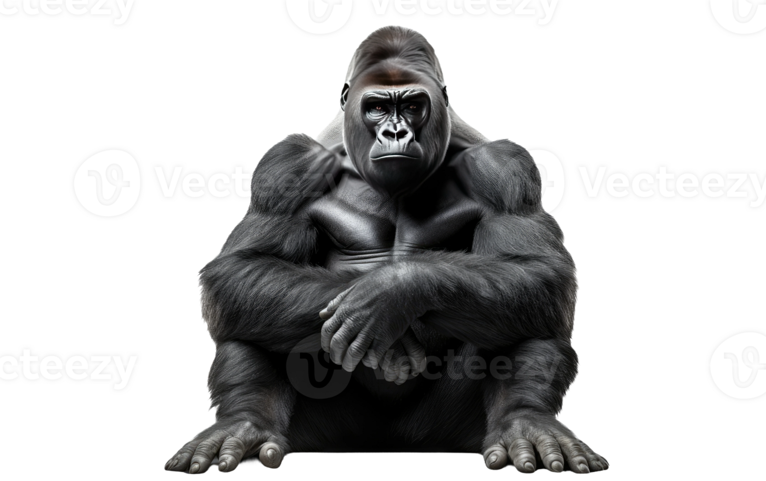 AI generated Gorilla Image On Transparent Background. png