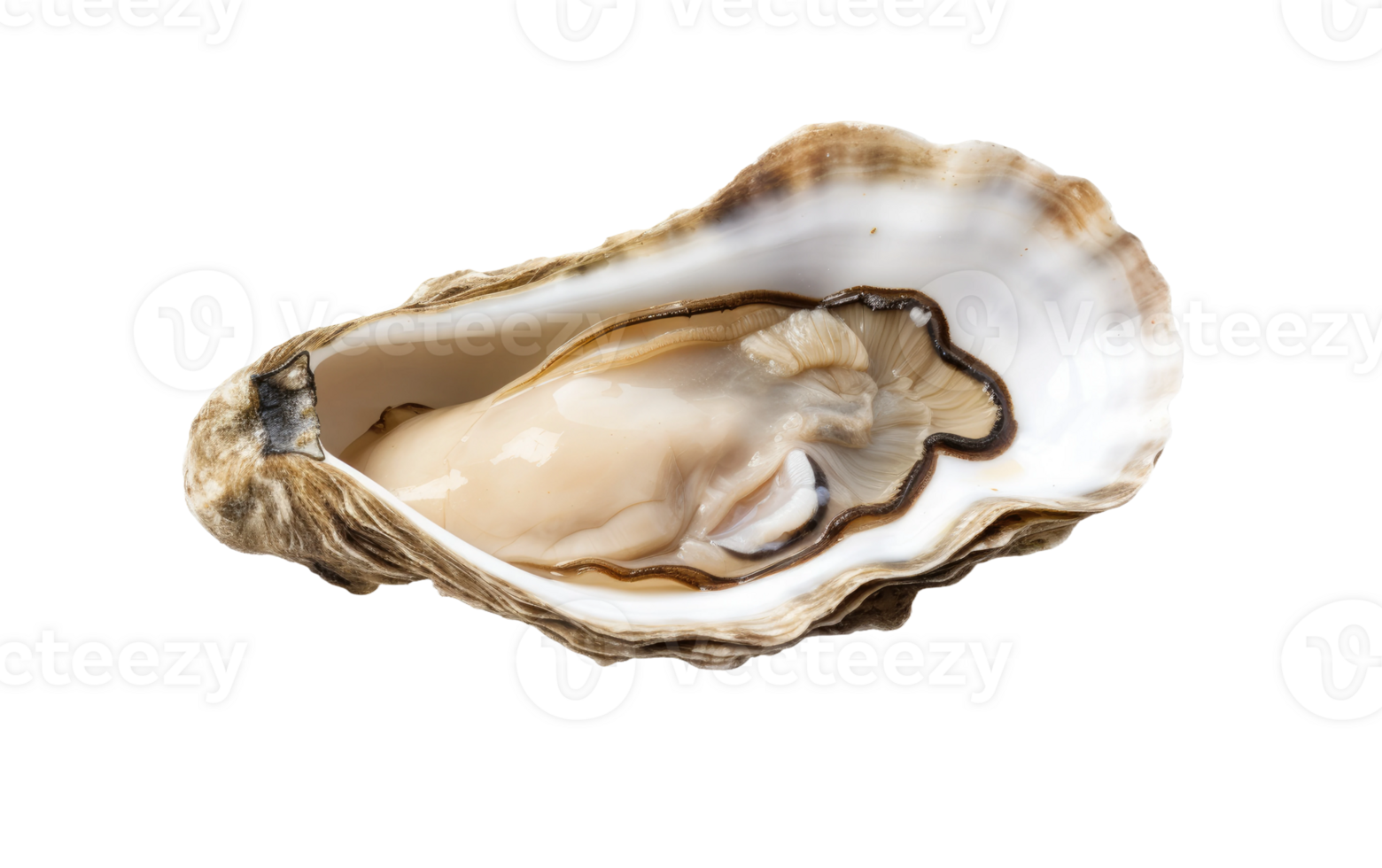 AI generated Ocean Oyster On Transparent Background. png