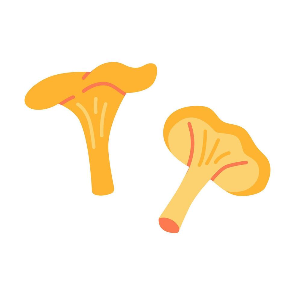 Chanterelle mushroom, cartoon style. Vector illustration isolated on white background, hand drawn, flat design