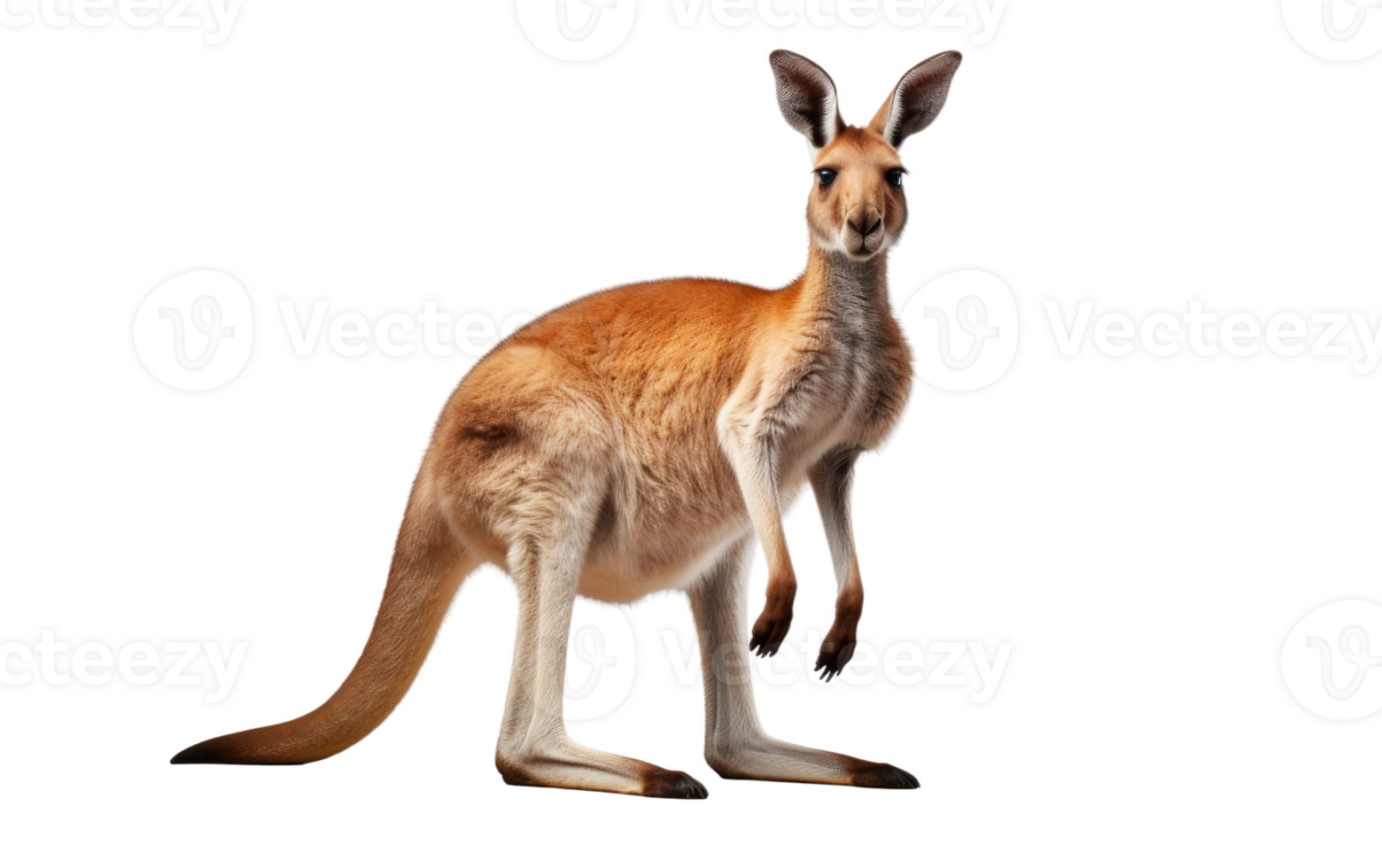 AI generated Kangaroo Pose On Transparent Background. png