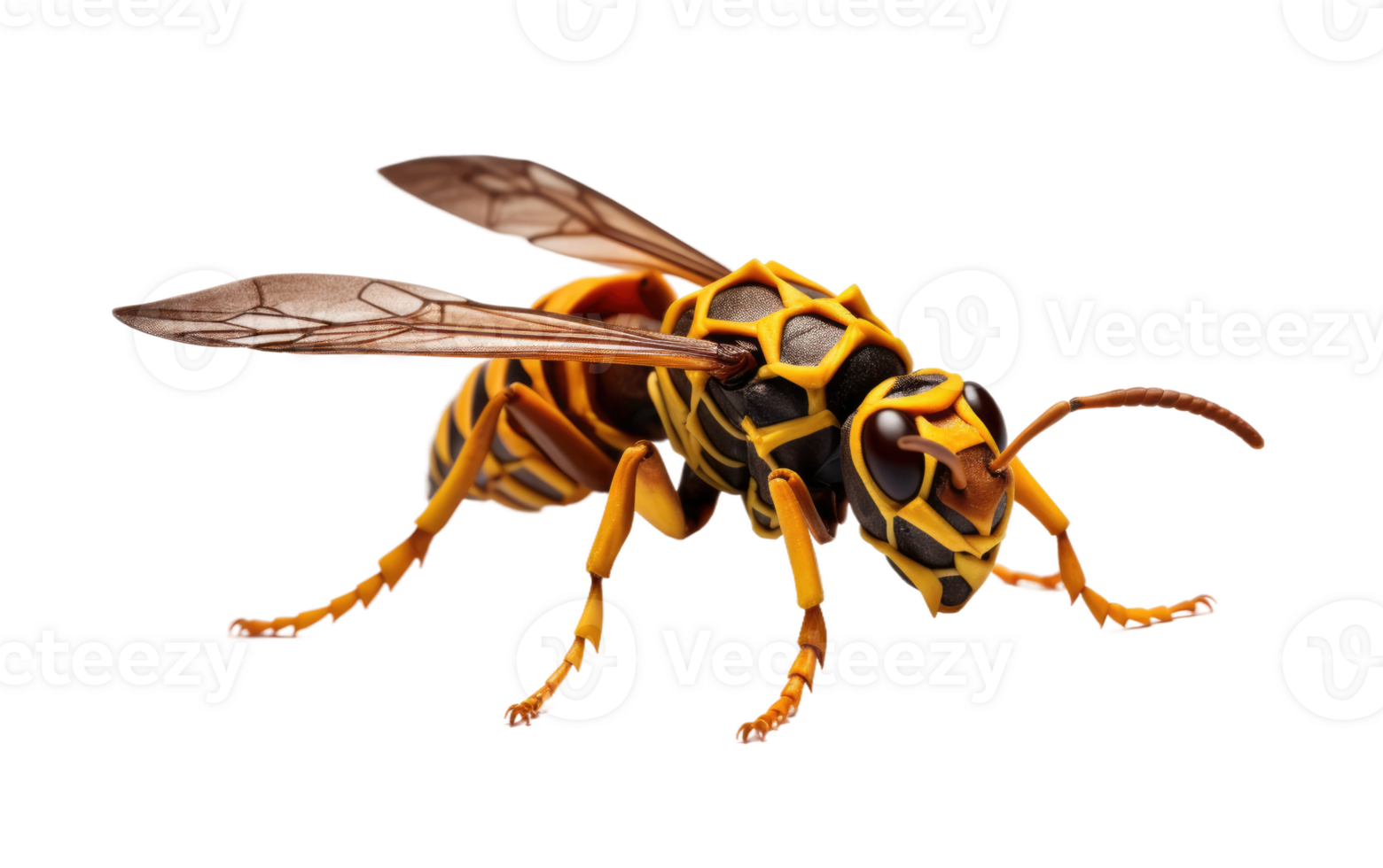 AI generated Paper Wasp On Transparent Background. png