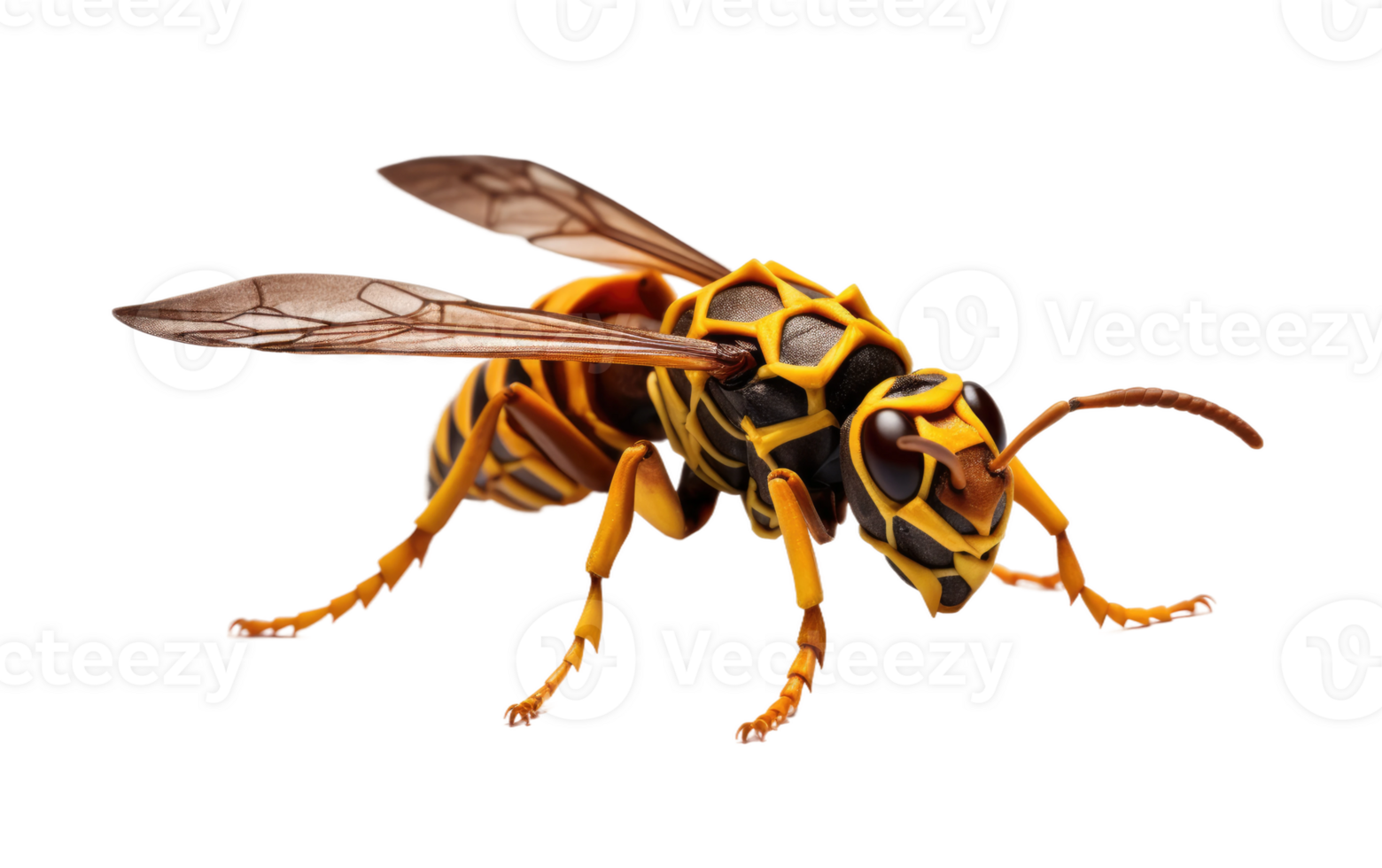 AI generated Paper Wasp On Transparent Background. png