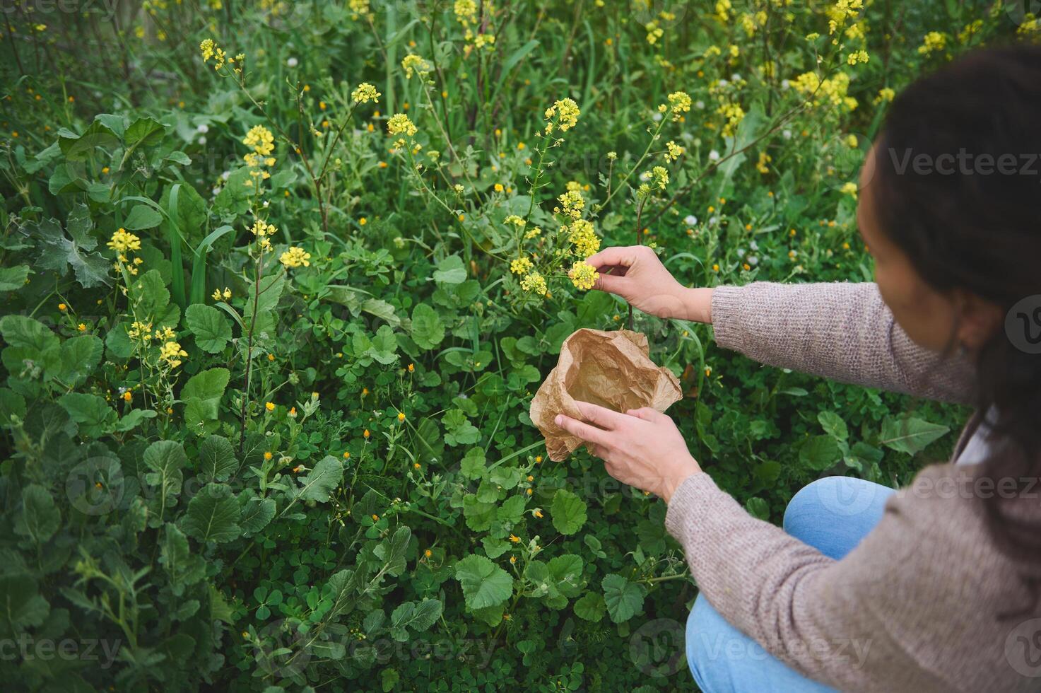 Young woman collecting medical healing herbs in the prairie in mountains. Phytotherapy, herbal medicine and naturopathy photo