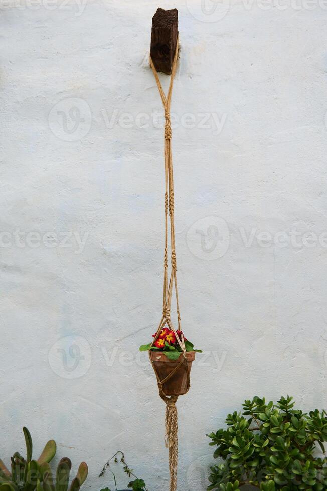 Still life with a potted flower, houseplant in a clay pot hanging on the while wall background photo