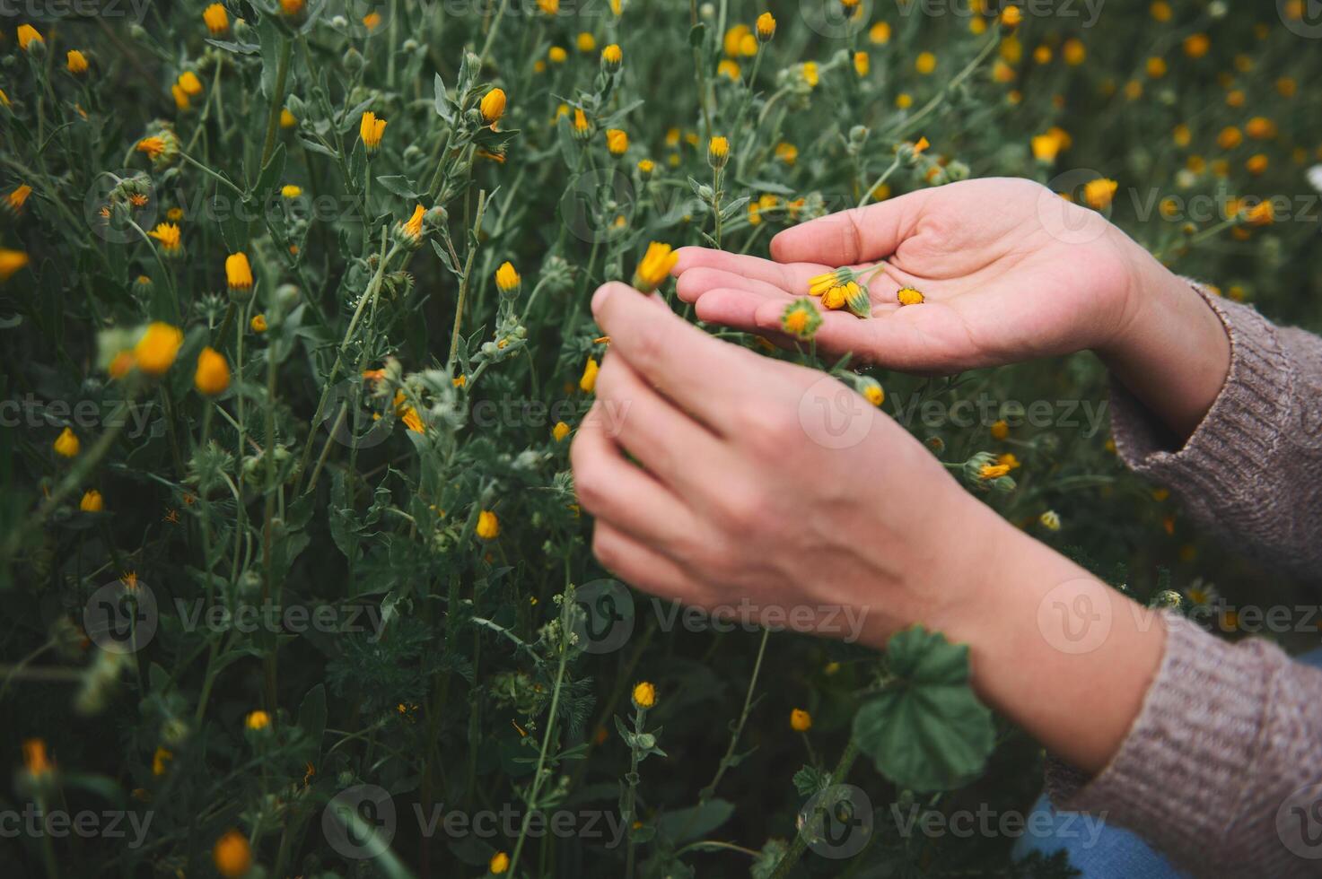 Female herbalist hands hold gathered calendula flowers while collecting healing medicinal herbs and plants in the nature photo