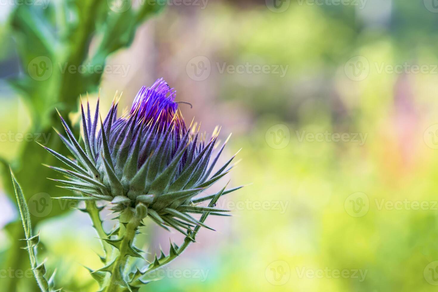 Wild-growing thistle on green blurred background. Onopordum acanthium photo
