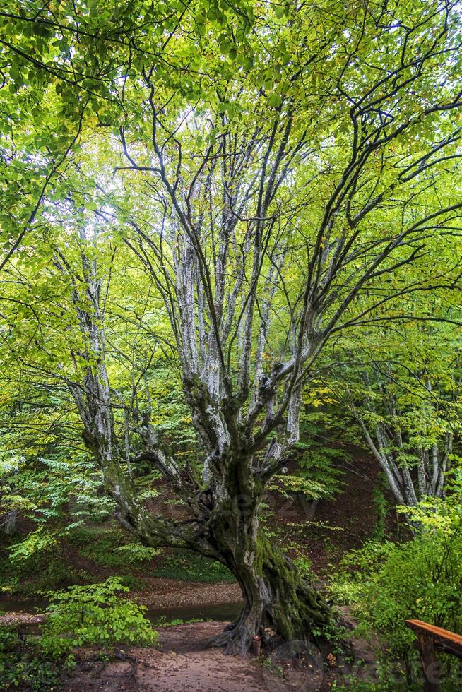 Beautiful big old tree with green leaves in the forest. Vertical view photo