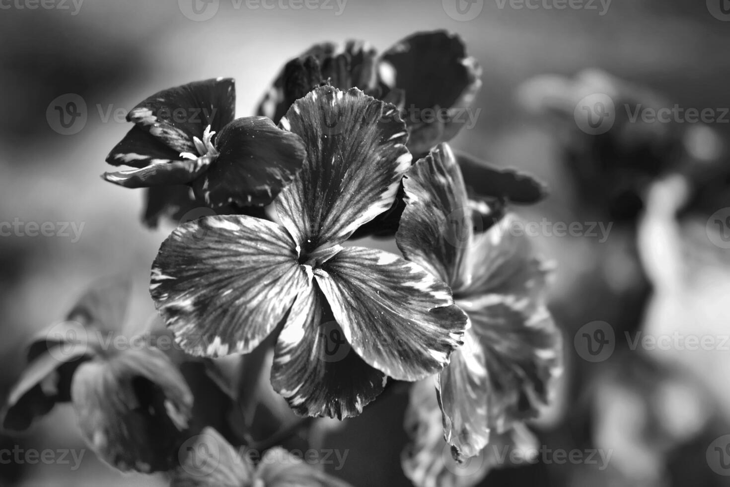 Black and white view of spring flowers of Erysimum cheiri  also known as the Wallflower photo