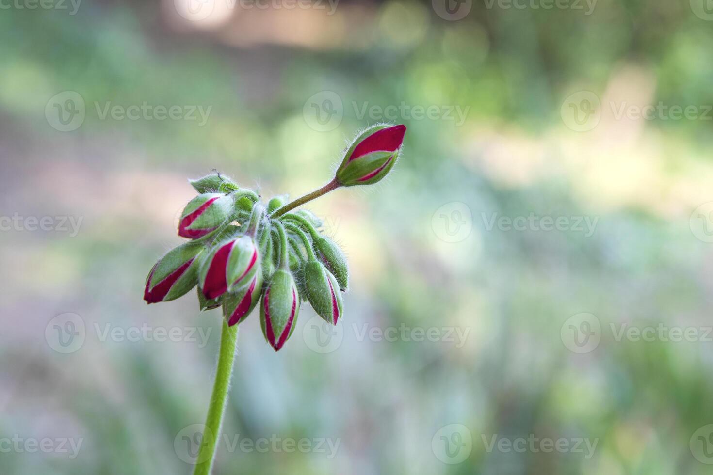 Beautiful view at Pelargonium or Geranium flower, a cluster of red buds close up photo