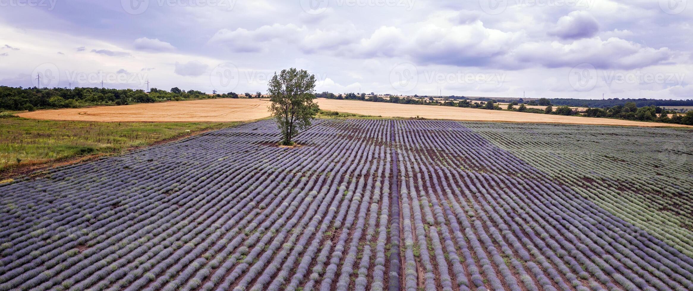 aerial landscape of blooming lavender fields with an alone tree on a cloudy day photo