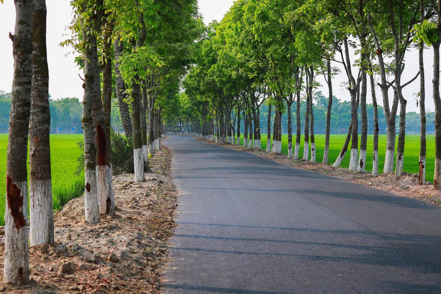 Road in the middle of the rice field with tree in the morning photo