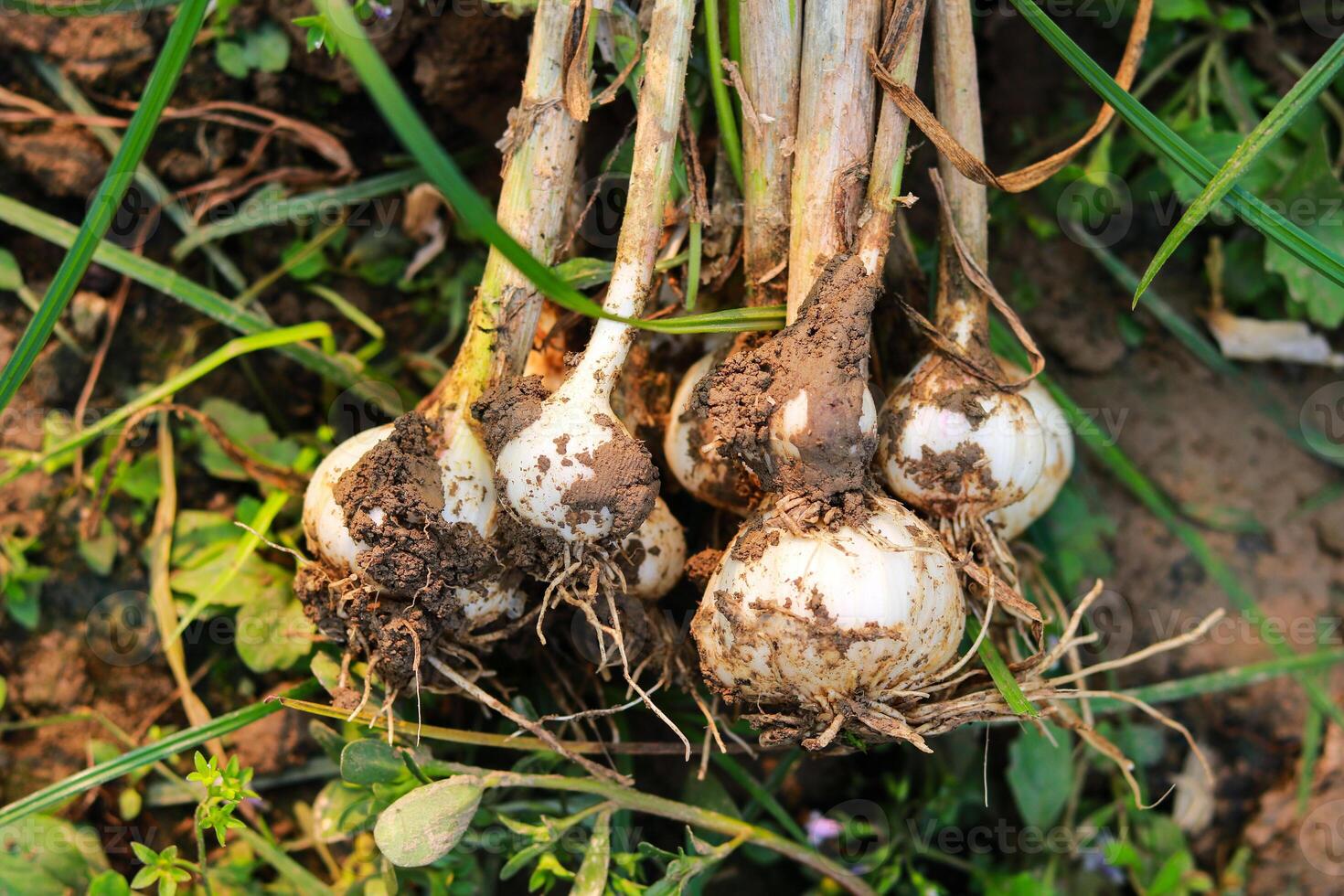 Bulbs of garlic in the garden, closeup of photo. photo