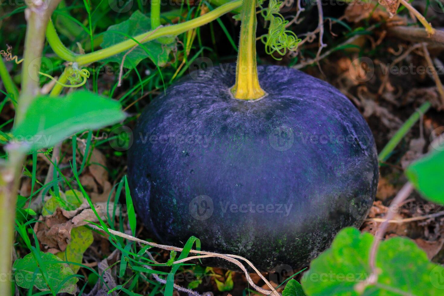 calabaza creciente en el campo, de cerca de un calabaza foto