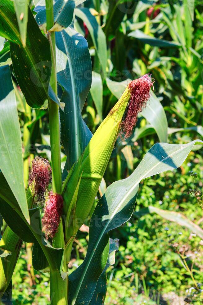 Close up of corn growing on the field in the summer time. photo