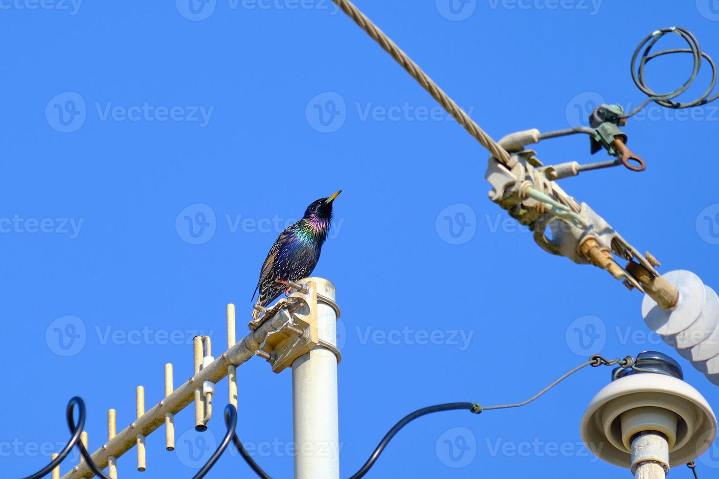 común estornino encaramado en un eléctrico torre en un claro biloxi Mañana foto