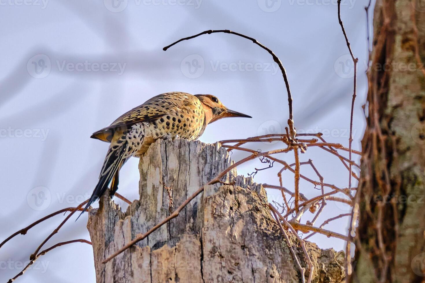 Northern flicker peers around the tree to check out what is on the other side photo