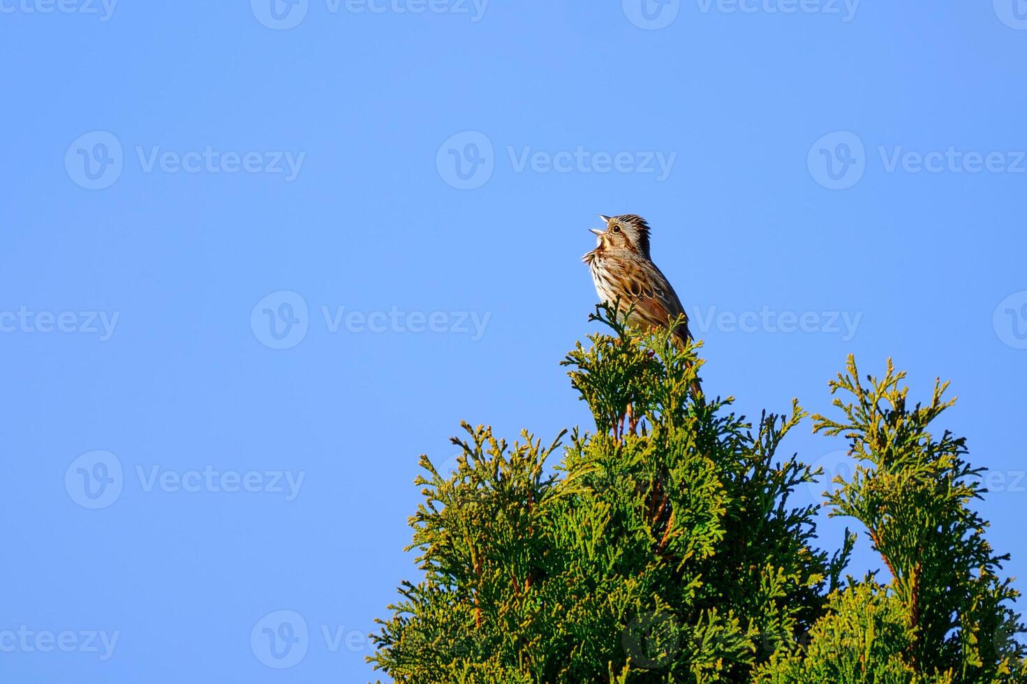 A song sparrow sings at the top of a tree on a clear day photo