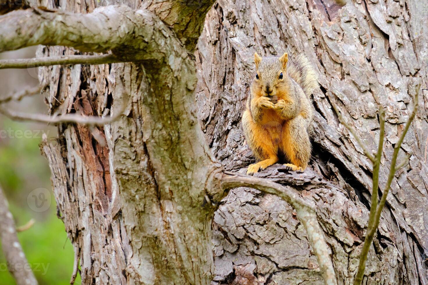 un zorro ardilla en árbol con un bocado a comer foto