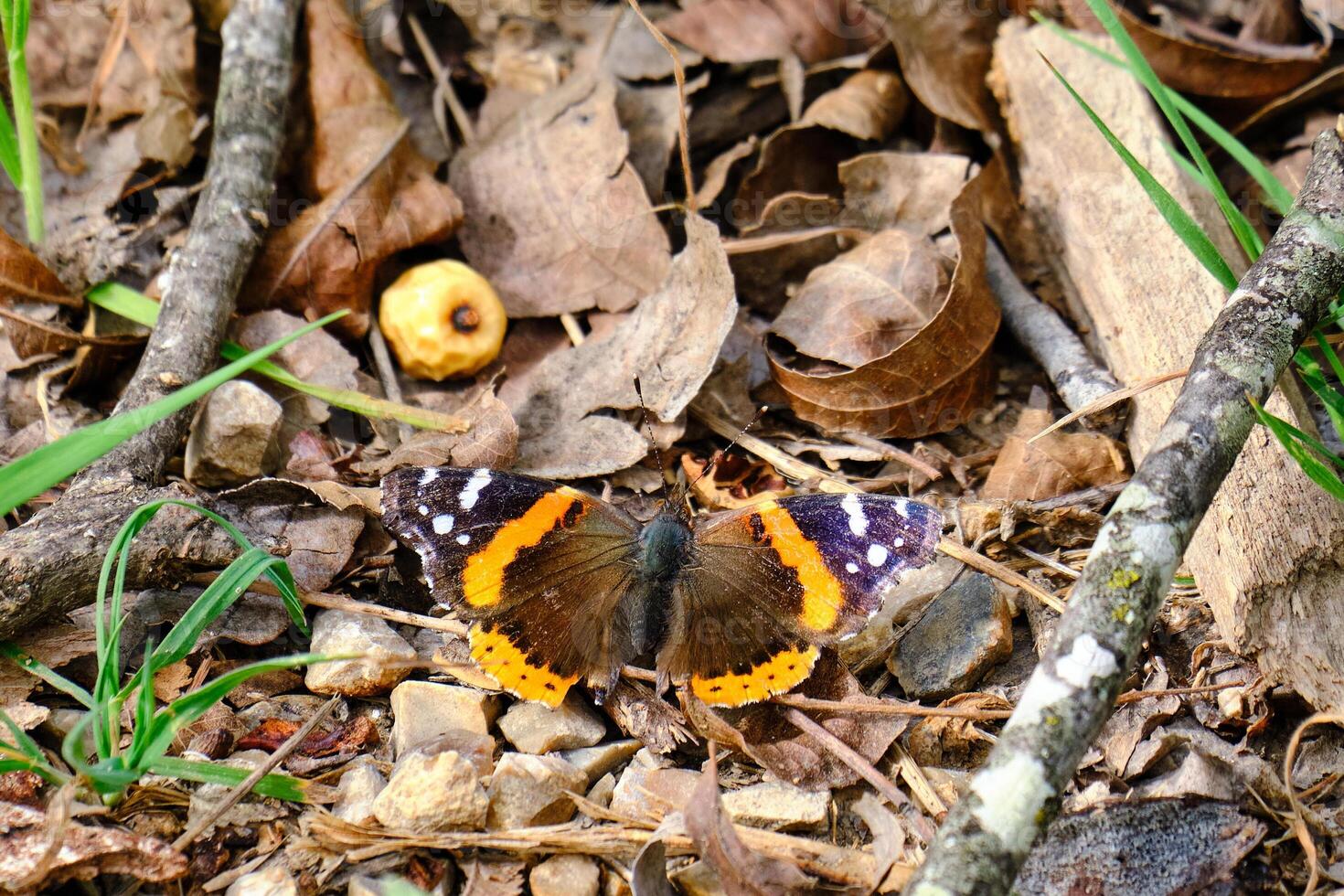 un rojo almirante mariposa entre el marrón seco hojas en un tarde invierno día en Texas foto