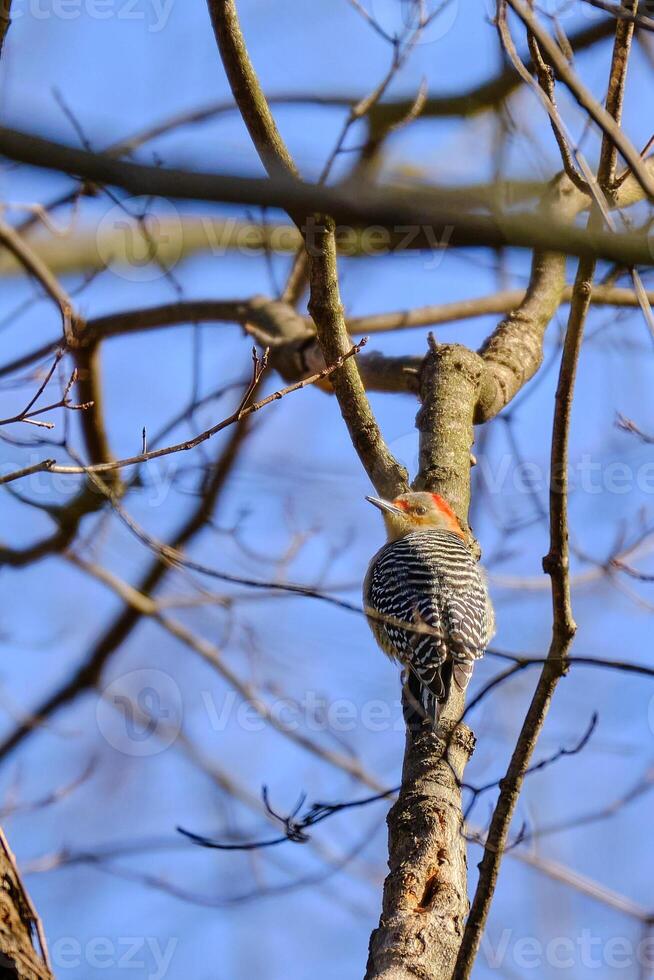 Red-bellied woodpecker climbs a tree branch on a clear winter day photo