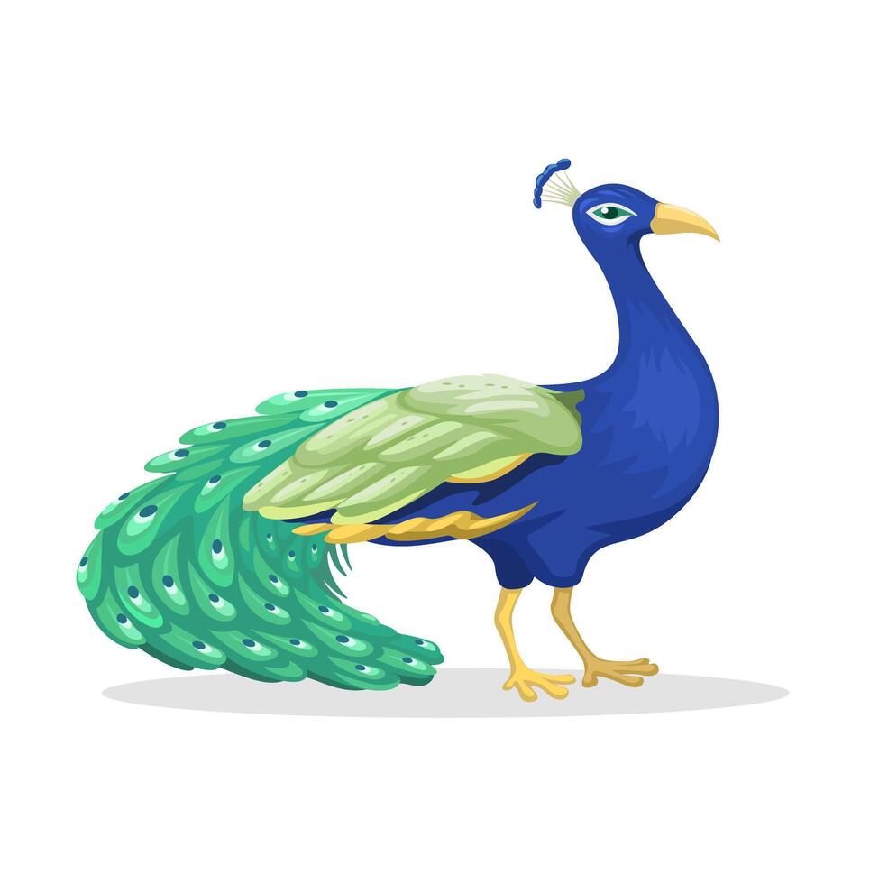 pavo real animal especies dibujos animados ilustración vector