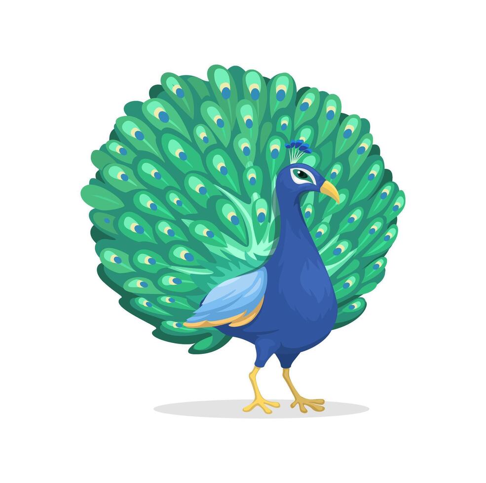 Peafowl Animal Species Cartoon Illustration Vector