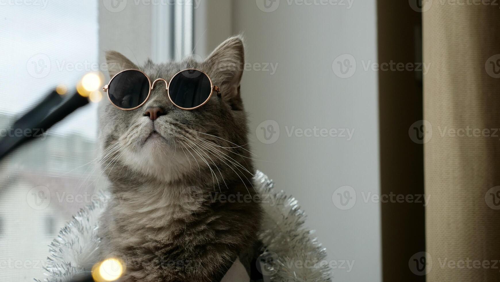 Scottish straight eared cat with red tie bow, glasses on New Year's holiday, celebrating Christmas. Pet sitting on the windowsill at home photo