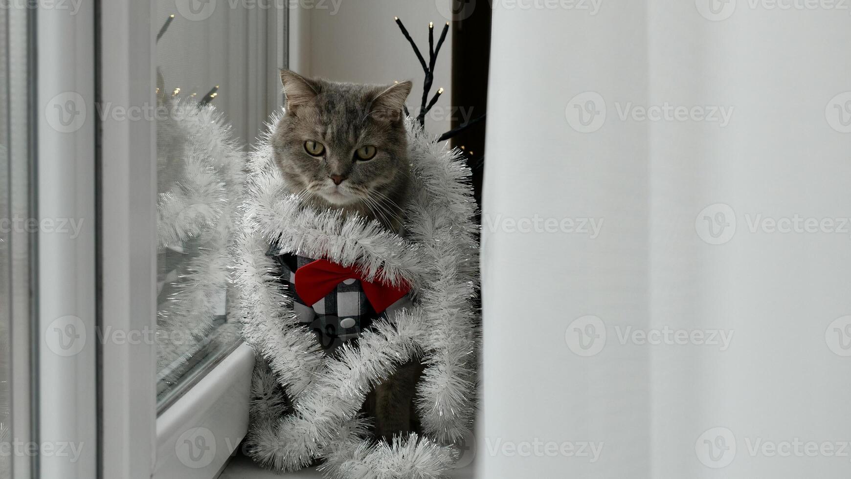 Scottish straight eared cat with red tie bow, glasses on New Year's holiday, celebrating Christmas. Pet sitting on the windowsill at home photo