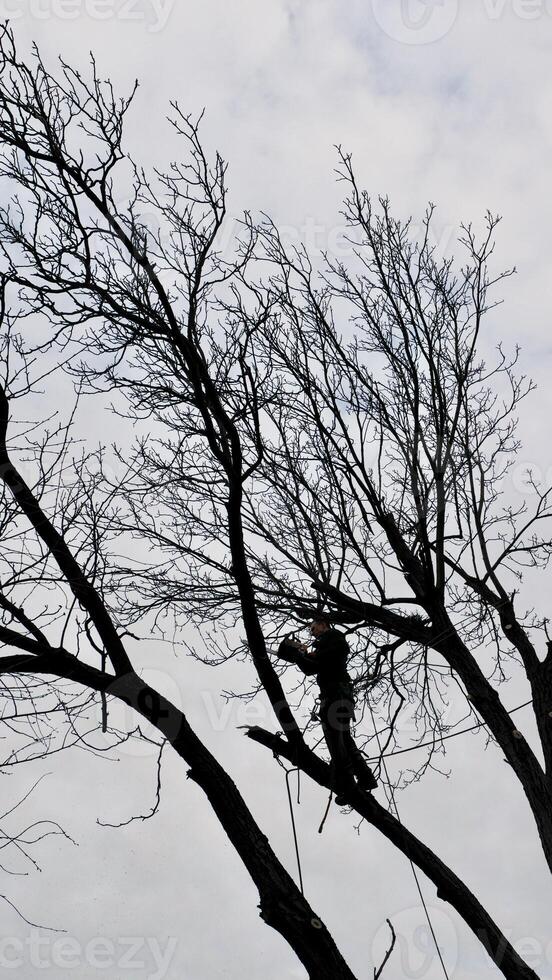 A professional arborist cuts a tree branch with a chainsaw in winter. A man on insurance with a helmet, cuffs. Vertical photo