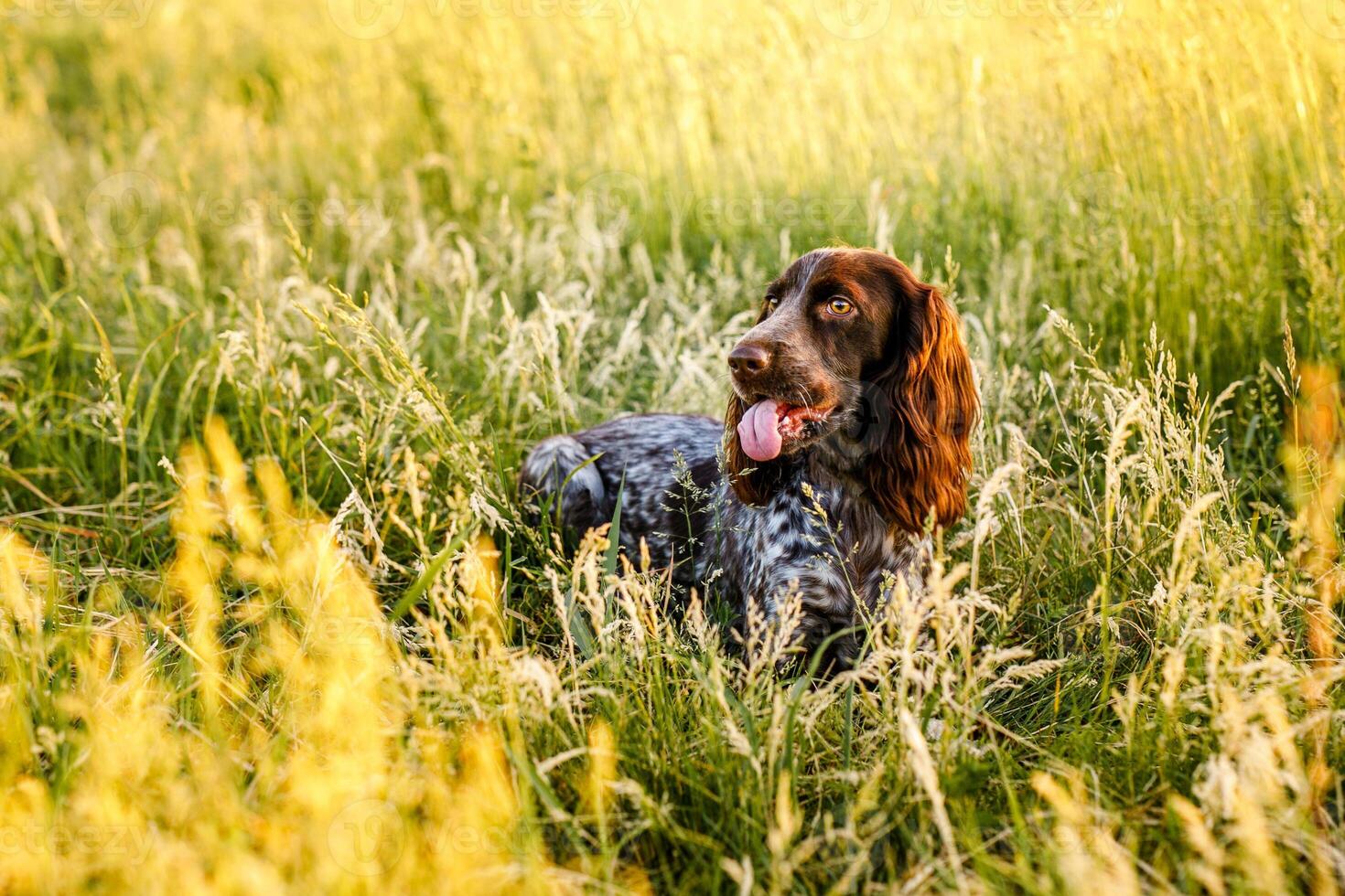 ruso marrón spaniel acostado en verde césped en un campo y iluminado por el ajuste Dom foto