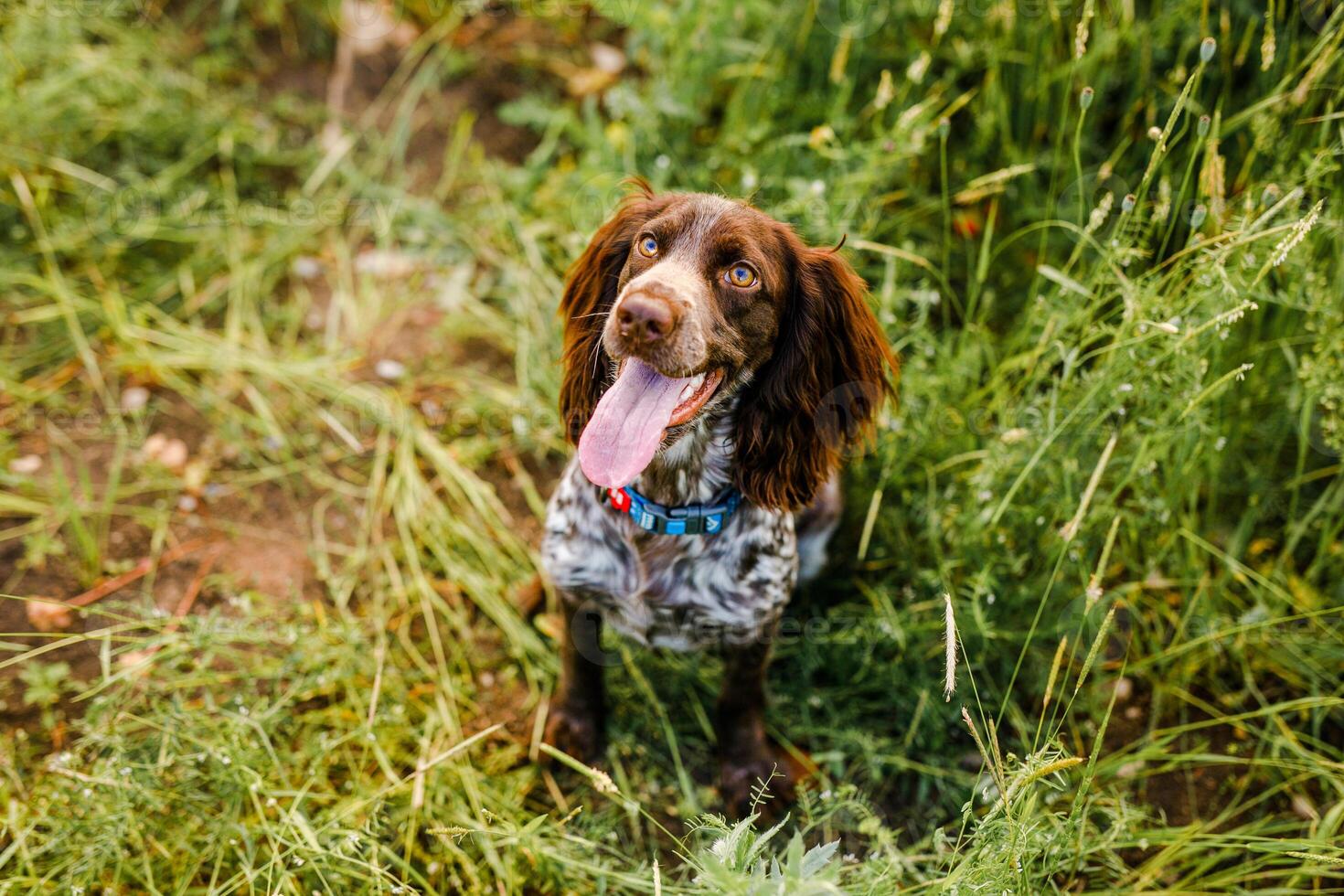 Russian brown spaniel lying in green grass in a field and lit by the setting sun photo