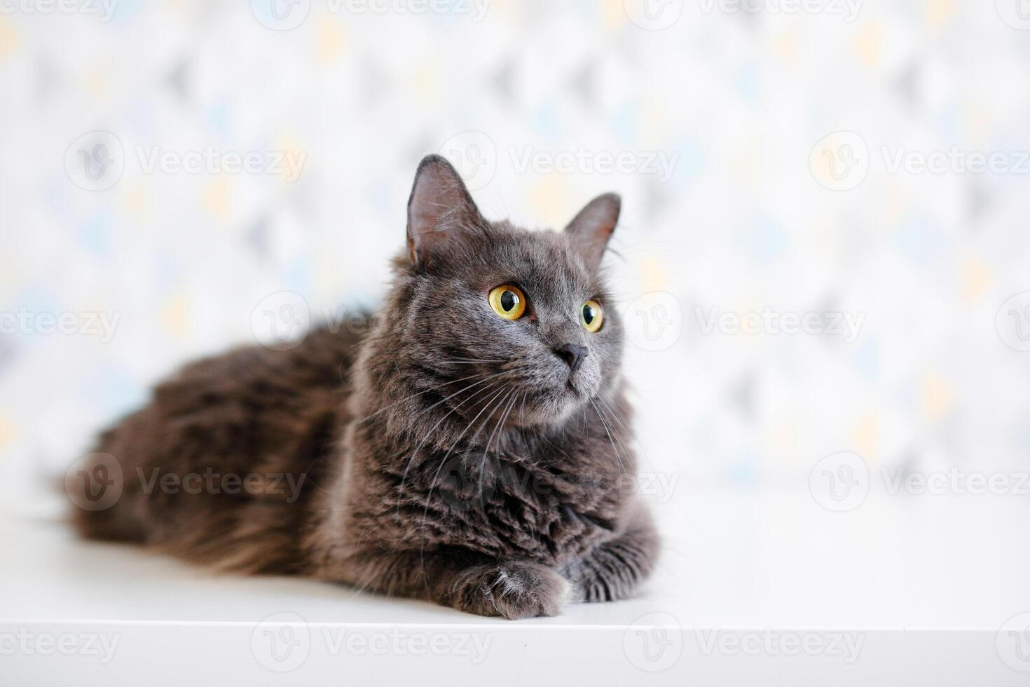 un gris ahumado Maine mapache gato con amarillo ojos acostado en un blanco antecedentes foto