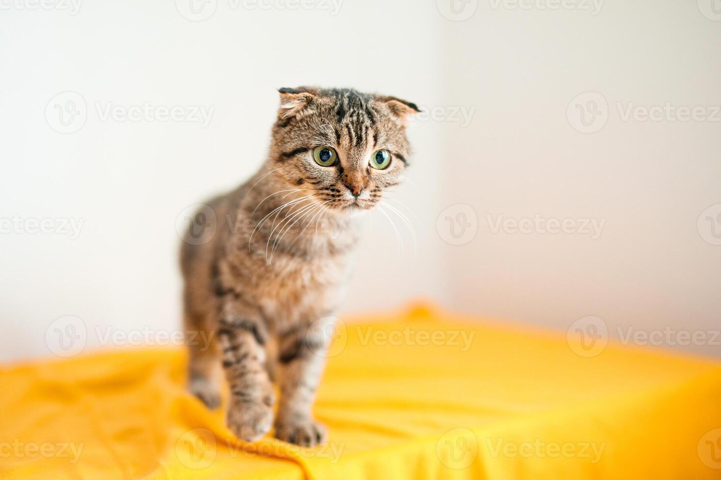 A Scottish lop-eared cat kitten plays, jumps on different surfaces and has fun photo