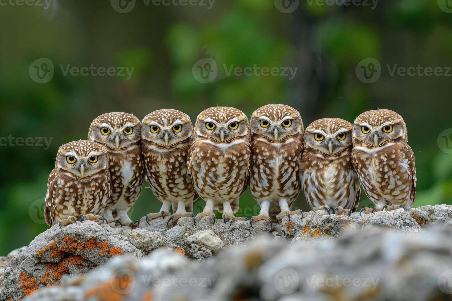 AI generated group of Burrowing owls Athene cunicularia in nature photo