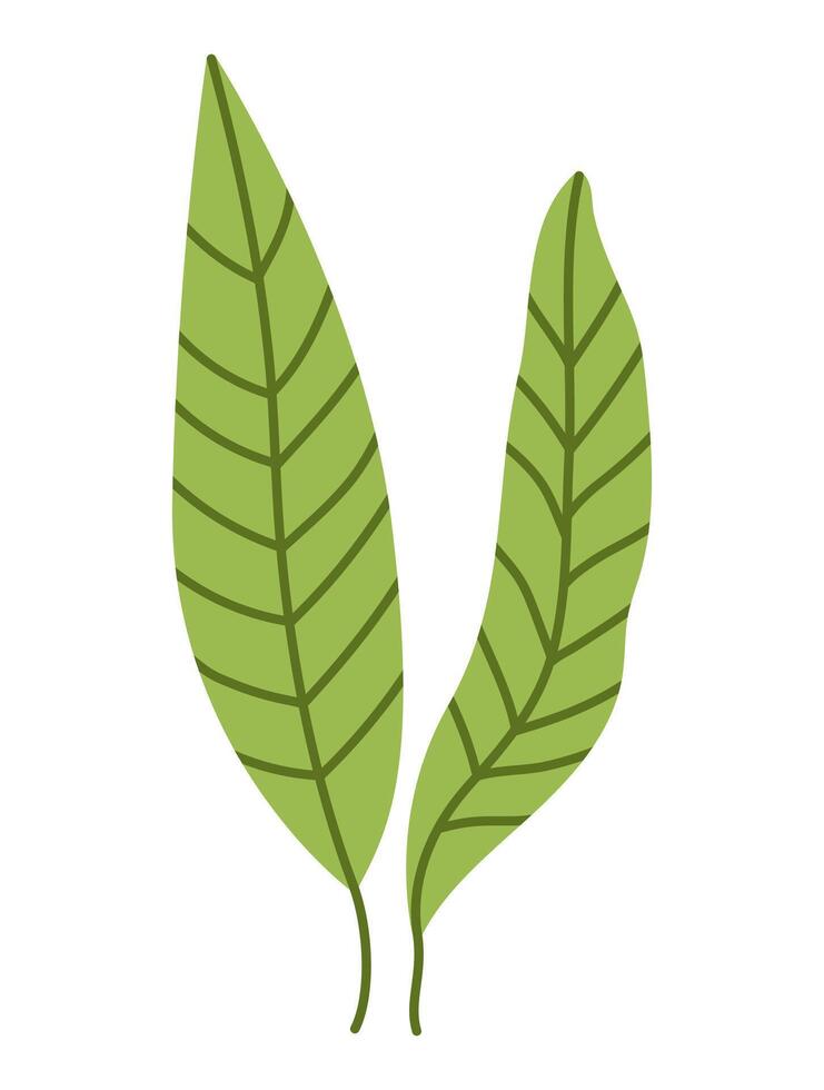 Vector green seaweeds icon. Under the sea illustration with cute kelp. Ocean plant clipart. Cartoon underwater or marine clip art for children isolated on white background