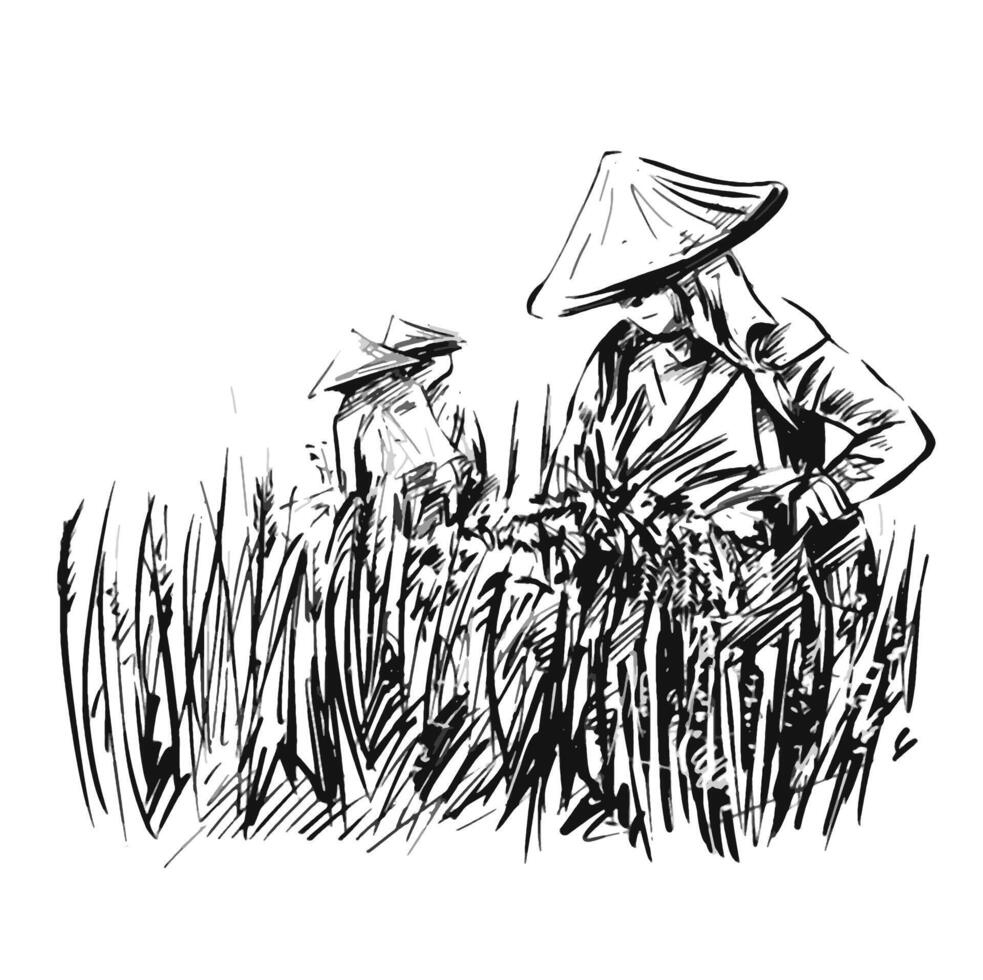 Drawing of Rice harvesting on a plantation in Vietnam vector