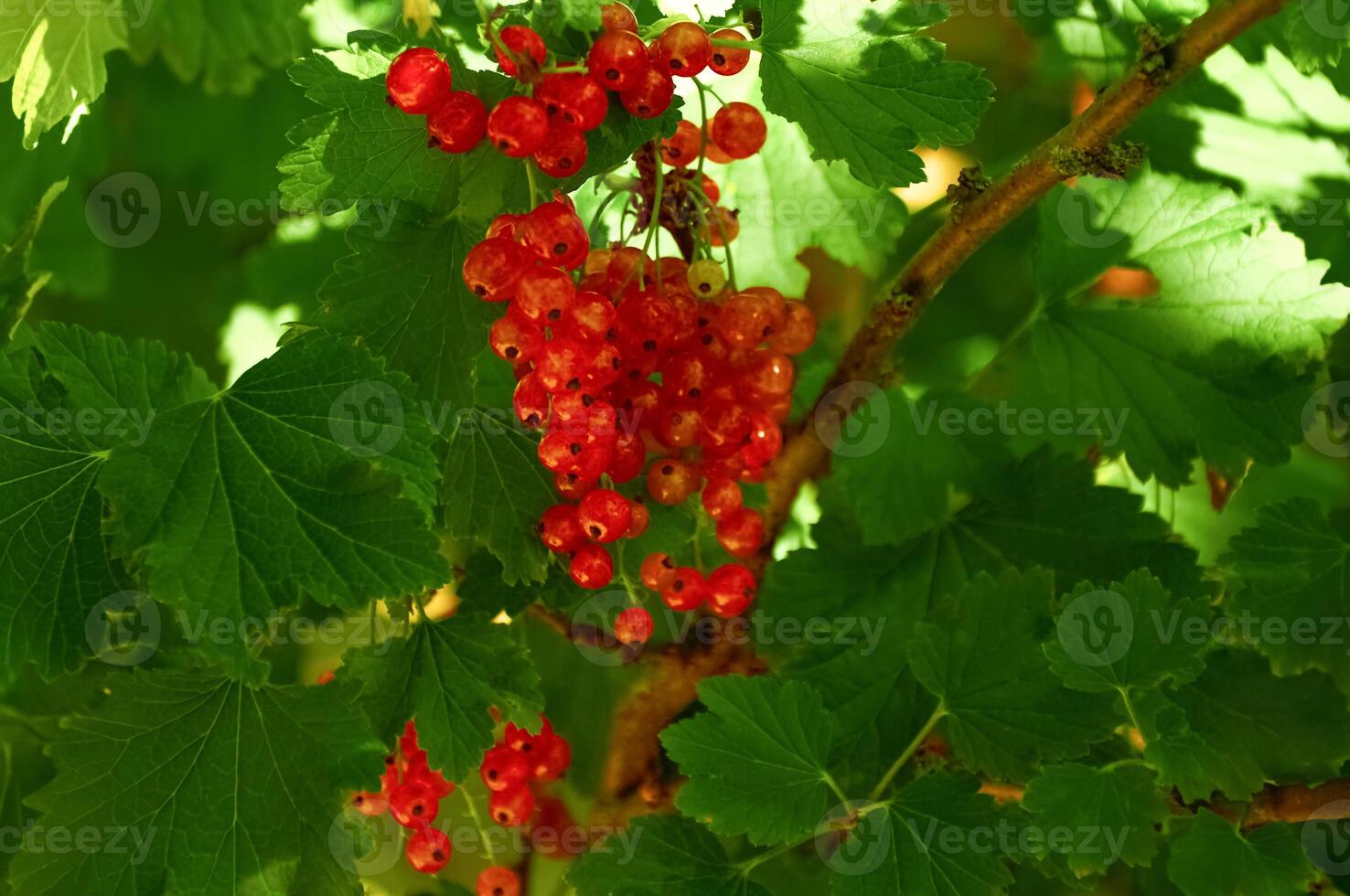 Red currant berries on a branch with green leaves photo