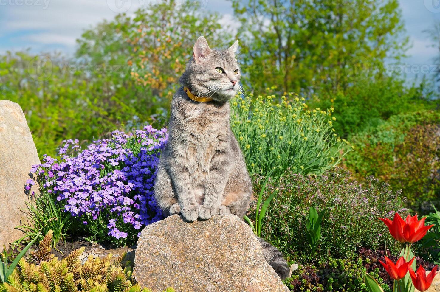 A gray cat is sitting on a stone near spring flowers in a garden. The cat is yawning.  Pets walking in the open air. photo