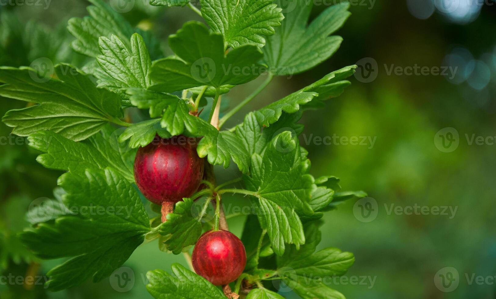 Red gooseberries on a branch with green leaves photo