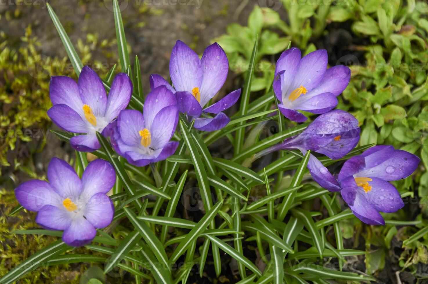 Purple crocus flowers in the garden. Early spring. photo