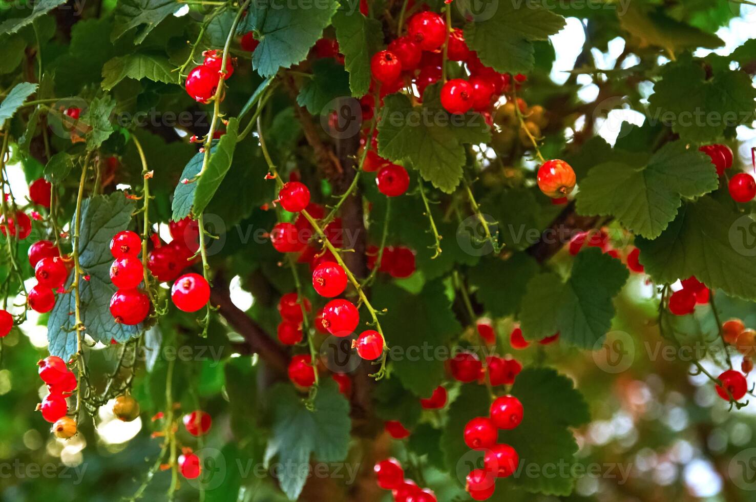 Red currant berries on a branch with green leaves photo