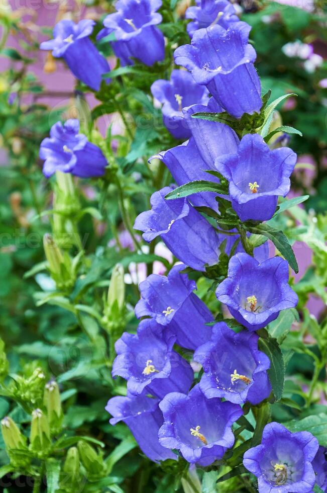 Lilac bluebells in the summer in the garden. Beautiful floral background. photo