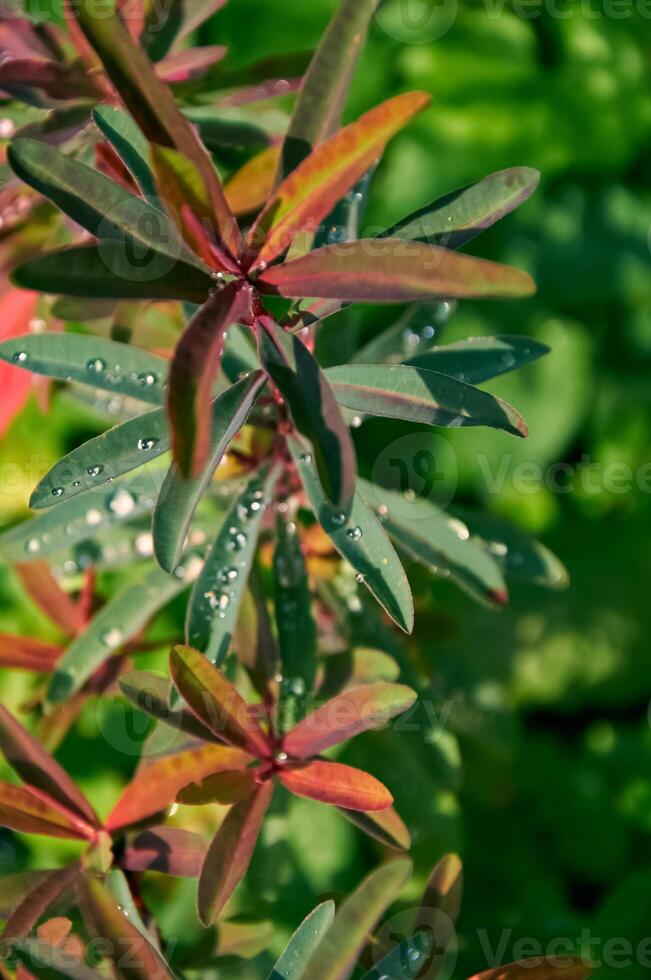 Raindrops on beautiful Euphorbia leaves. Sunny summer day after rain. photo