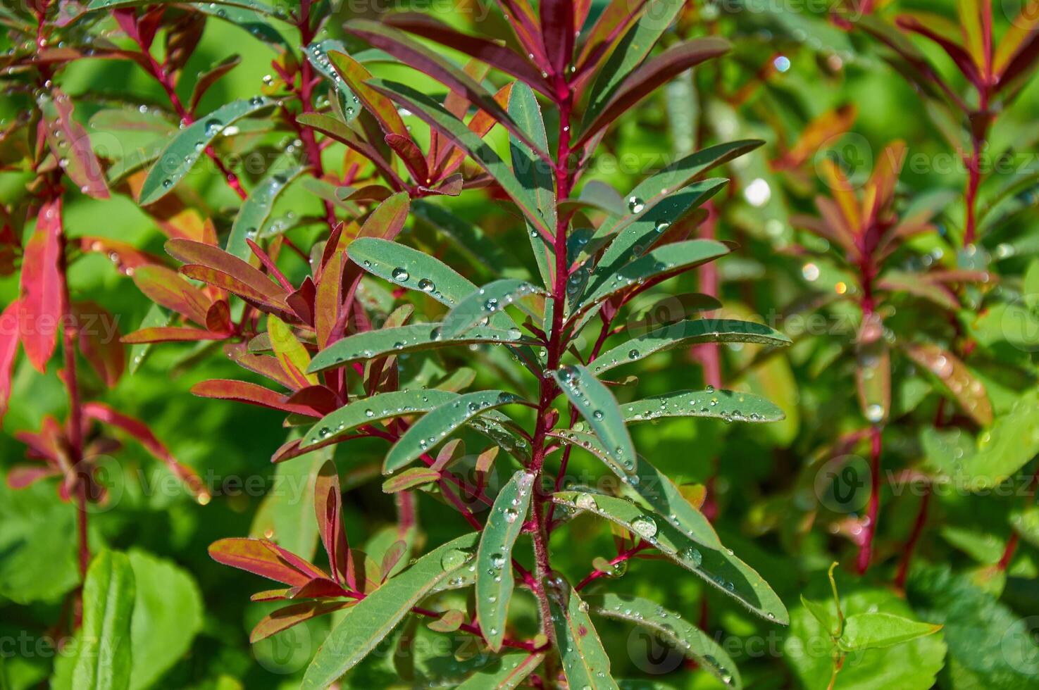 Raindrops on beautiful Euphorbia leaves. Sunny summer day after rain. photo