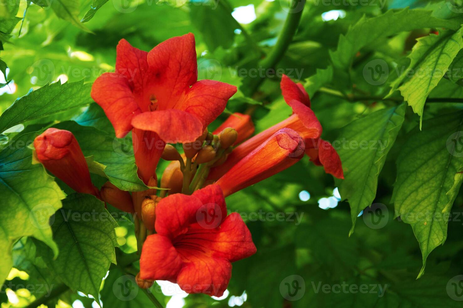 Orange flowers on a tree close-up. Nature in summer. photo