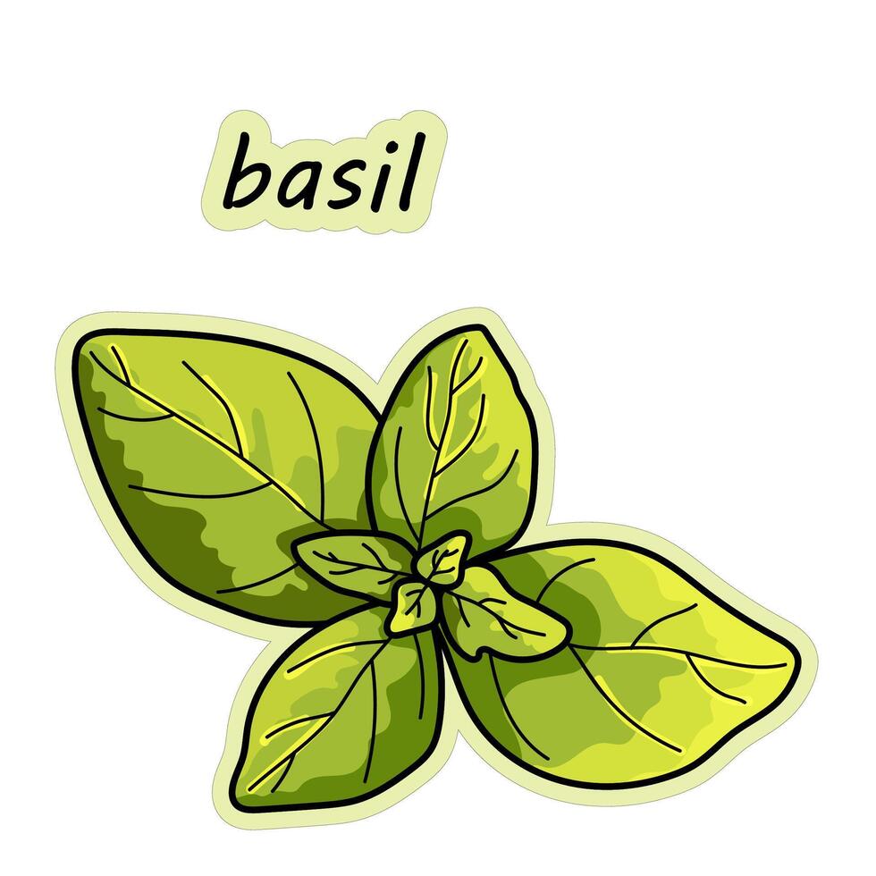 Basil leaves. Plant. Hand drawn basil leaf sticker, vector illustration in doodle style